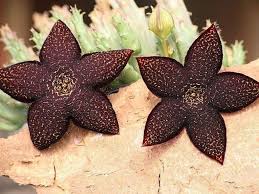 Image result for Stapelia gigantea