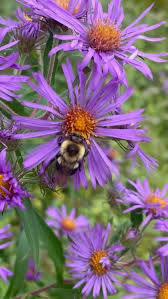 Image result for Alvesia cylindricalyx