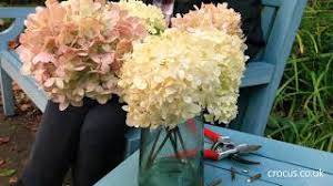 Great savings & free delivery / collection on many items. How To Cut Dry Hydrangea Blooms For The Vase Youtube