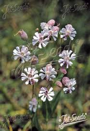 Image result for Silene kiwuensis