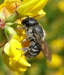 Flat or shallow blossoms, such as daisies, zinnias, asters and queen anne's lace, will attract the largest variety of bees. Blue Mason Bee Bee Types Of Bees Draw On Photos