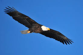 Birds Of Eastern Panhandle Wv The 11 Best West Virginia Bird Watching Spots Sparrows Eagles More