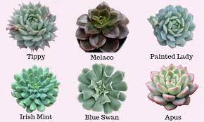 Echeveria elegans 'mexican snowball' is a popular succulent that forms gorgeous clumps. 40 Echeveria Types Care With Pictures Flowersandflowerthings