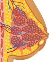 Stillen Bei Einem Brustabszess Still Lexikon