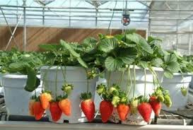Tips agar labu berbuah banyak. Cara Merawat Strawberry Agar Cepat Berbuah Bibit Online