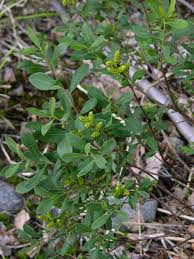 Image result for Myrica chimanimaniana