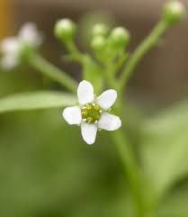 Image result for Samolus