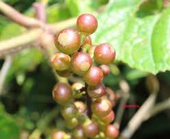 Image result for Ampelocissus africana