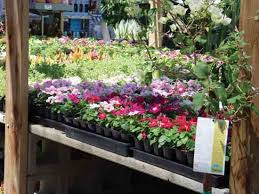 We deliver beautiful garlands at your doorstep with no shipping charges. The Small Budget Gardener S Guide To Buying Plants Mother Earth News