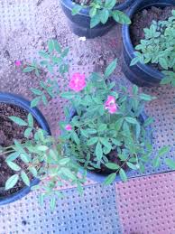 This particular article and images home garden flowers in kerala published by darra at august, 22 2018. Kerala Home Gardens Home Facebook