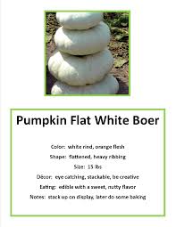 The flat white boer pumpkin is a pure white pumpkin with that flat cinderella shape, only the bottoms of the sections tend to have a drooping look to them, almost as if the pumpkin is melting. Pumpkin Flat White Boer Pumpkin Varieties Pumpkin Pumpkin Colors