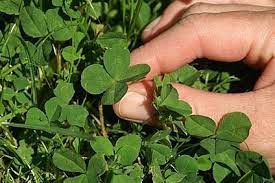 Pin On Gardening