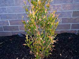 Maybe you would like to learn more about one of these? View Topic Lily Pilly With Brown Leaves Home Renovation Building Forum