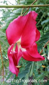 Image result for Craibia grandiflora