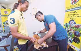 Jabatan perpaduan negara dan integrasi nasional logo jadual bas melaka sentral jabatan perpaduan dan integrasi nasional jadual ktm batu caves ke kl sentral jabatan tangkap anjing liar selangor jabatan veterinar pulau pinang jabatan perpaduan dan integrasi nasional terengganu jadual kerja sejarah pt3 2019. Kurangkan Sengsara Haiwan