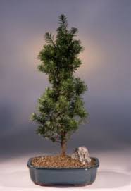 Specific bonsai care guidelines for the yew bonsai (taxus bonsai) placement: Yew Bonsai Tree Taxus Baccata