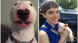 This digital interface to the walter engineering kompetenz will walter tools. Nelson Walter The Bull Terrier And His Owner Victoria Leigh Give Us The Inside Scoop On Becoming One Of The Internet S Most Iconic Dogs Know Your Meme