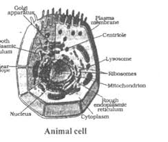 Check spelling or type a new query. Cbse 9th Biology Organization In The Living World Long Answer Type Question Cbse Tutorials