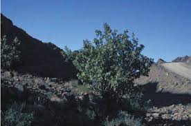 Image result for Caucanthus auriculatus