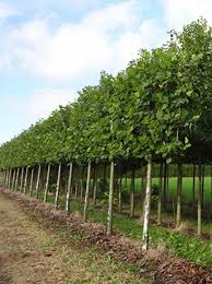 Platanus Acerifolia Platane Hochstamm Spalier H 120 B 210 T 20 Stamm 210 Cm Gunstig Bestellen Spaliere Stamm 180 210 Cm Pflanzen Spalier Hochstammchen