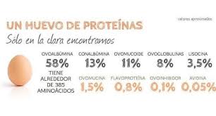 Huevos Mucho Mas Que La Proteina Perfecta