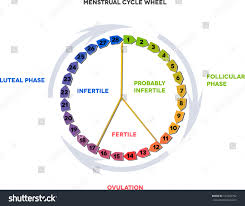 menstrual calendar average menstrual cycle twenty stock