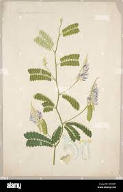 Image result for Abrus fruticulosus