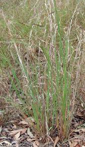 Image result for Heteropogon contortus