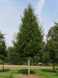 Image result for Vigna heterophylla