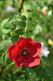 Maybe you would like to learn more about one of these? File 2018 05 26 Rosa Moyesii Hybride Geranium Jpg Wikimedia Commons