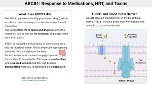 Image result for P-Glycoprotein