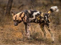 African Wild Dog Marking Territory African Wild Dog Dog Marking Territory Wild Dogs