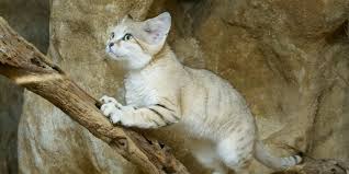 ‪Can Sand Cats Survive Without Water? And Other Questions, Answered |  Smithsonian's National Zoo and Conservation Biology Institute‬‏