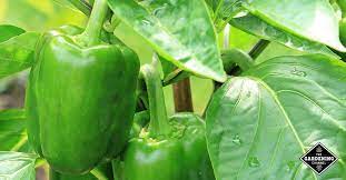 Products that provide biological control through chemicals of natural origin are classified as plant protection products, just as. How To Fight Pepper Weevils Gardening Channel