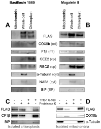 Is this statement true or false? Cells Free Full Text Evidence Supporting An Antimicrobial Origin Of Targeting Peptides To Endosymbiotic Organelles Html