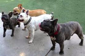 Over 28 pounds is a disqualification. French Bulldog Companion Dog Breed K9 Research Lab