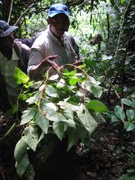 Image result for Solanum richardii