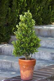 Little Ollie Dwarf Olive Dwarf Olive Tree Rain Garden Design Plants