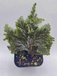Image result for Selaginella kalbreyeri