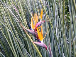Image result for Strelitzia