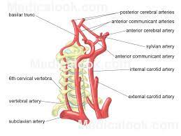 The neck diagram above shows you the structure and anatomy of the neck. External Carotid Arteries Human Anatomy Organs Internal Carotid Artery Carotid Artery Vertebral Artery
