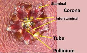 Image result for Orbea melanantha