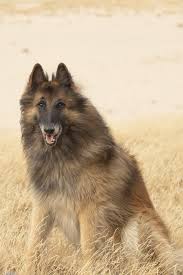 Mum is our pet working cocker spaniel and has a superb, friendly, gentle nature. 35 Best Large Dog Breeds Top Big Dogs List For Families