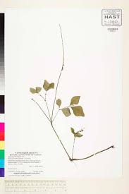 Image result for Pupalia micrantha