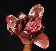 Image result for Brasenia schreberi