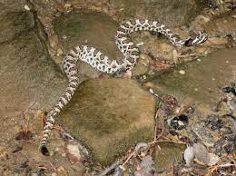Great Basin Rattlesnake Crotalus Oreganus Lutosus Shooting From The Hip Great Basin Rattlesnake Science Nature