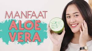 Apabila disebut mengenai aloe vera pasti ramai yang terfikir mengenai kegunaan dan kebaikannya kepada manusia. 5 Manfaat Aloe Vera Gel Dan Cara Penggunaannya Untuk Wajah Dan Rambut Youtube