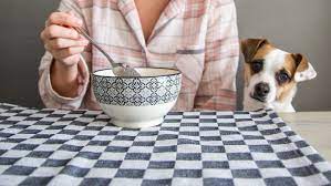 Can Dogs Eat Quinoa