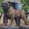 Both the rottweiler and boerboel need daily exercise. 1