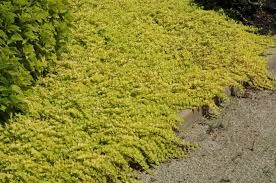 Image result for Lysimachia djalonis